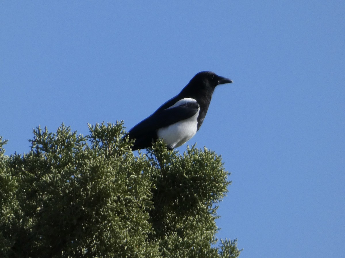 Black-billed Magpie - ML644061039