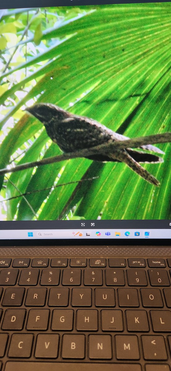 karolinanattravn - ML644061052