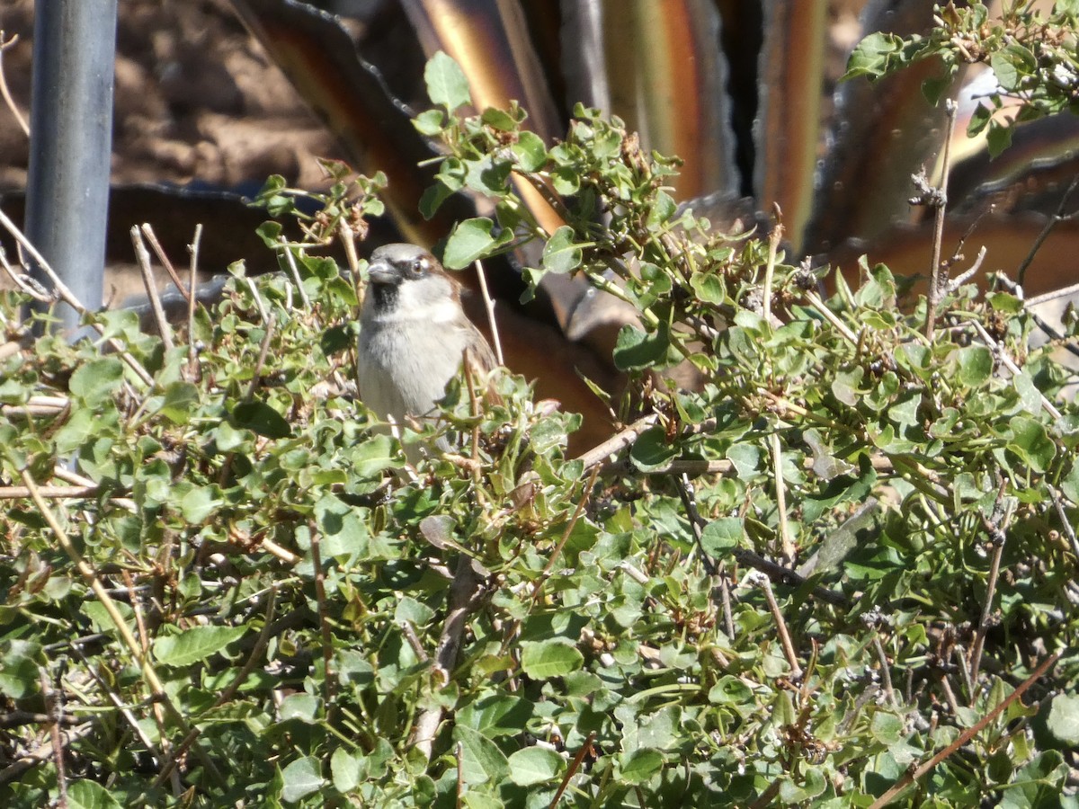 House Sparrow - ML644061054
