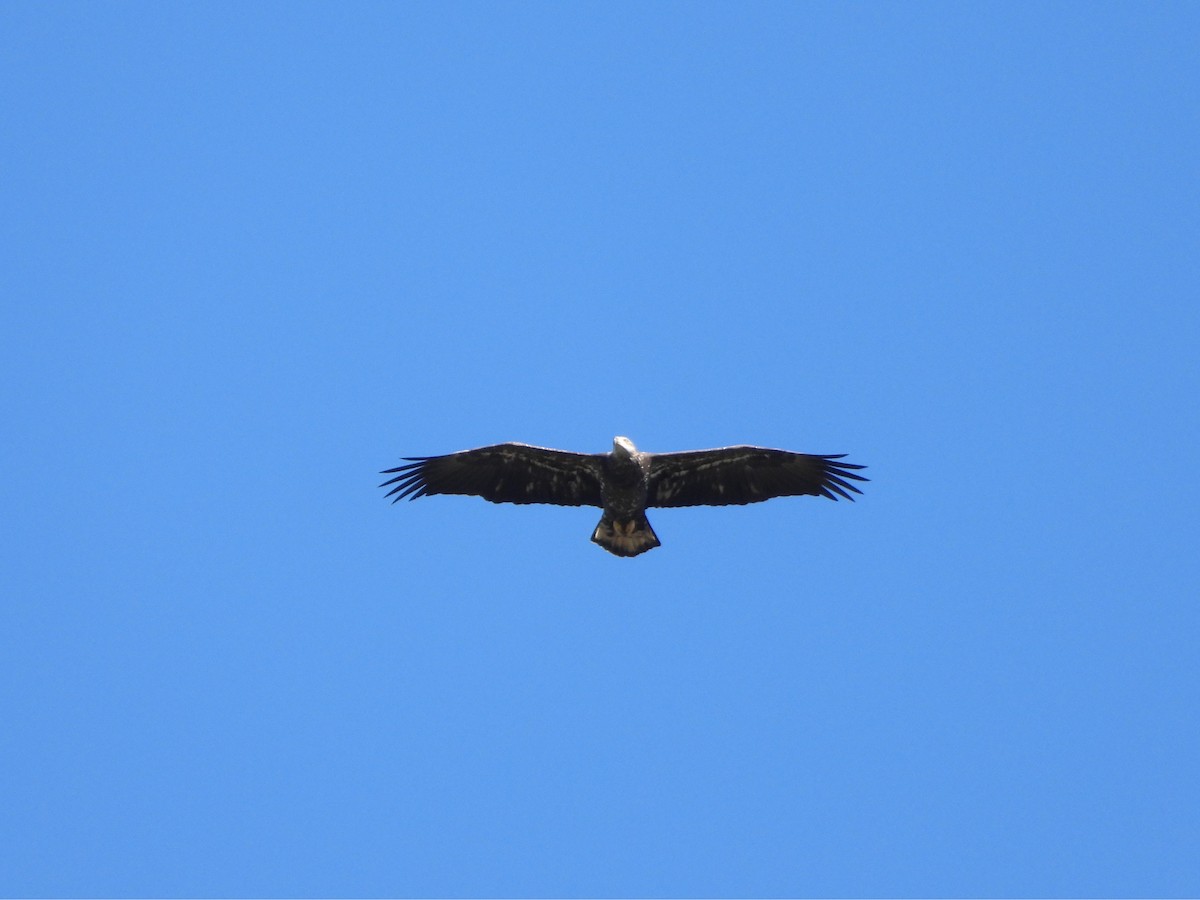 Bald Eagle - ML644061065
