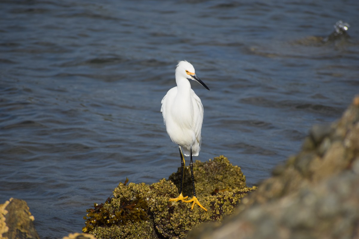 Snowy Egret - ML644061070