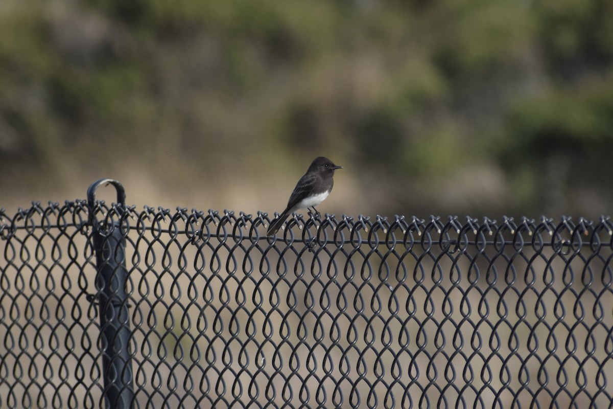 Black Phoebe - ML644061085