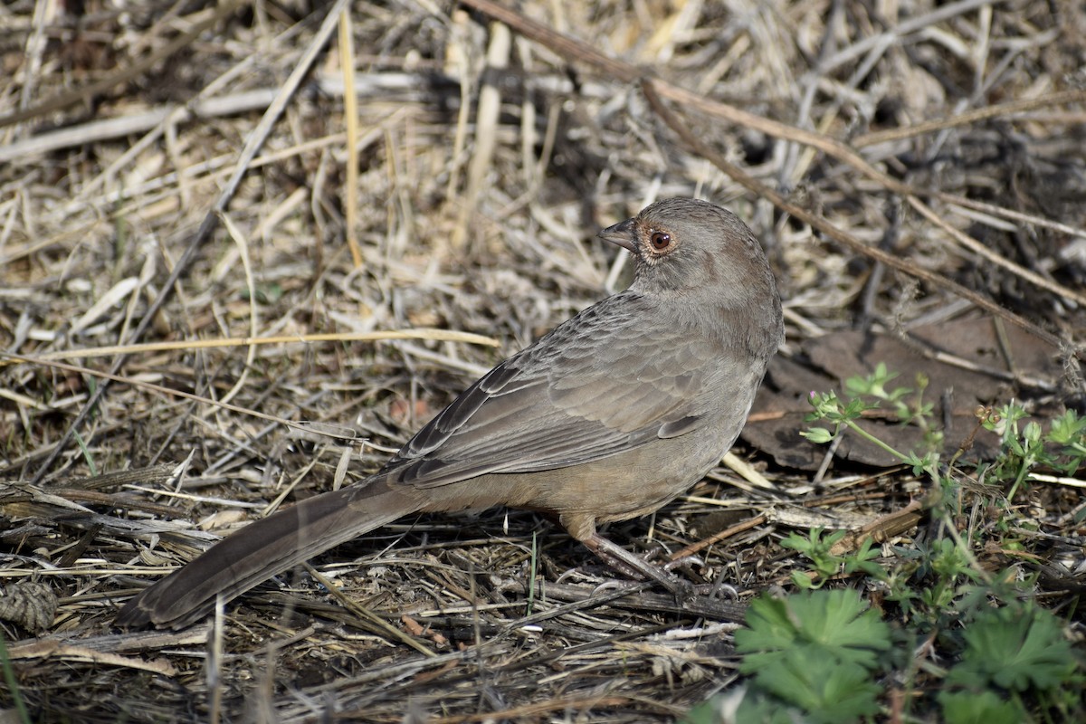 California Towhee - ML644061088