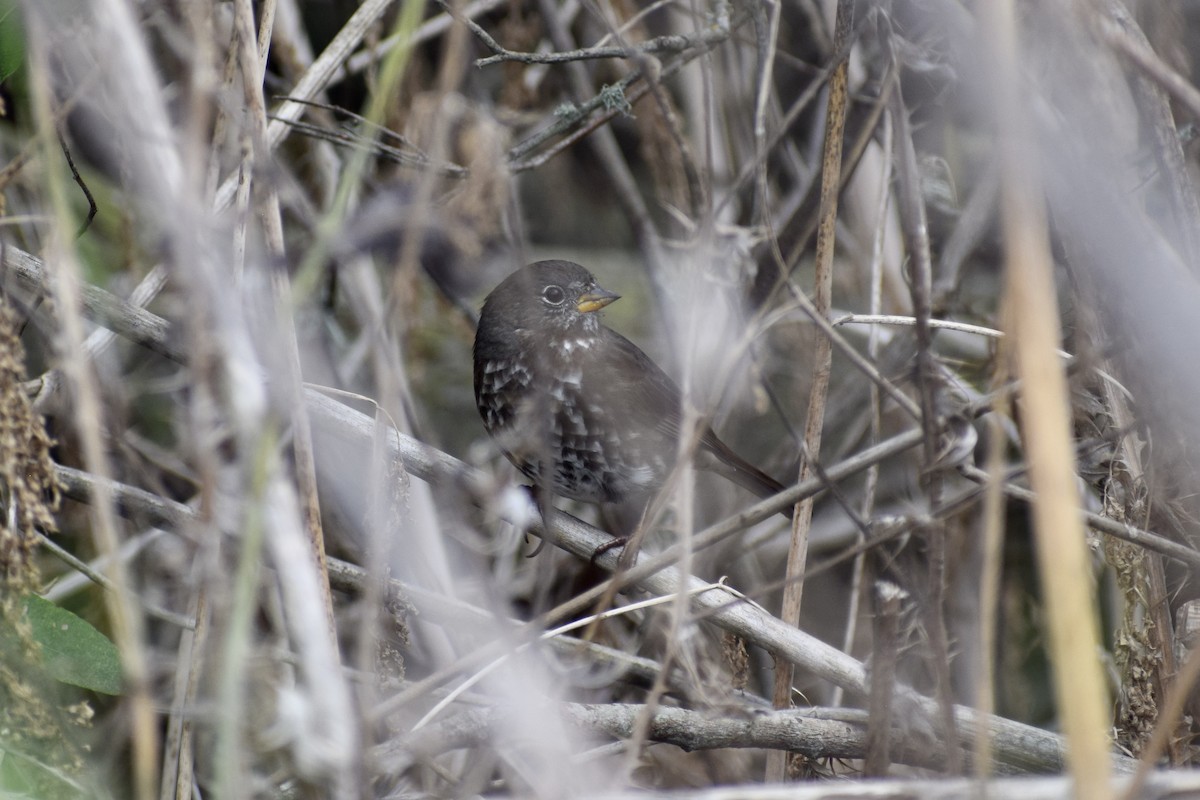 Fox Sparrow (Sooty) - ML644061092