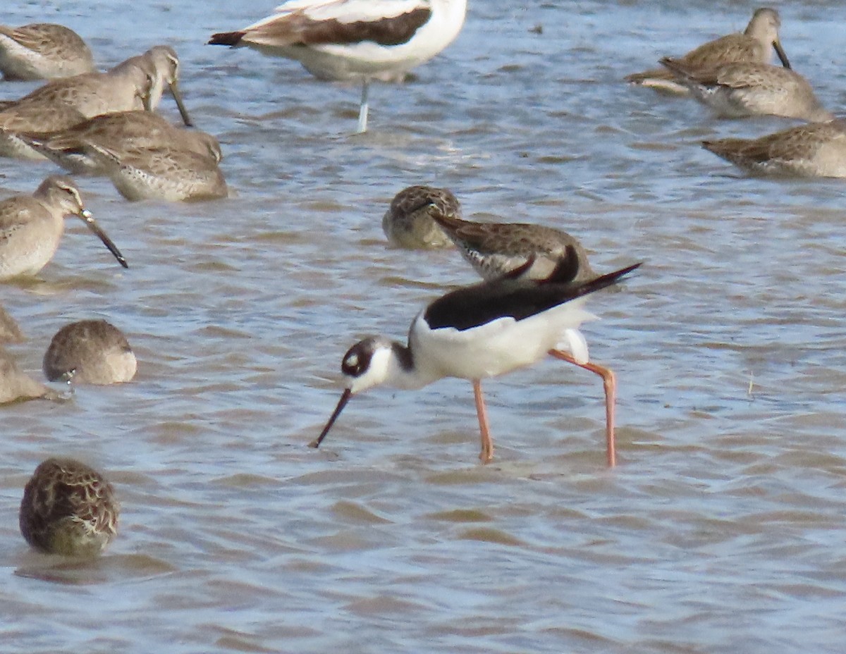 Black-necked Stilt - ML644061106