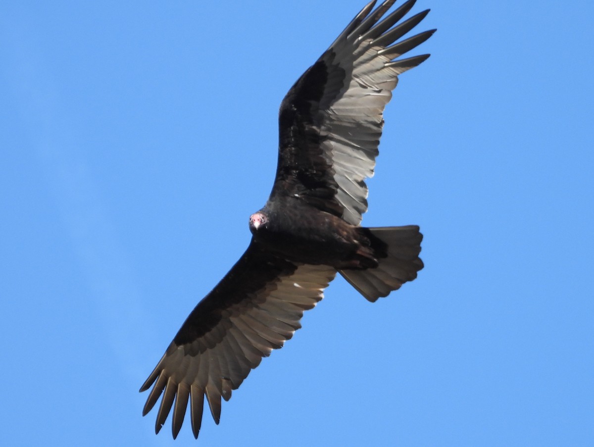 Turkey Vulture - ML644061109
