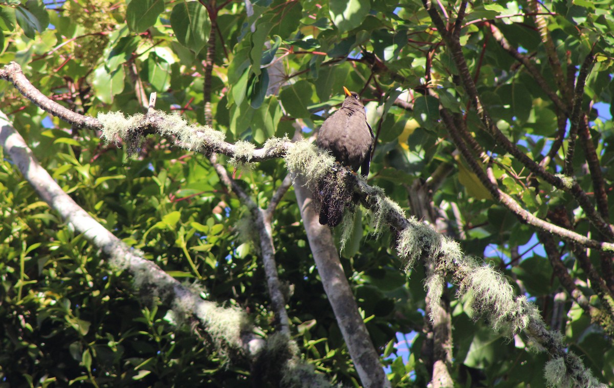 Sooty Thrush - ML644061126