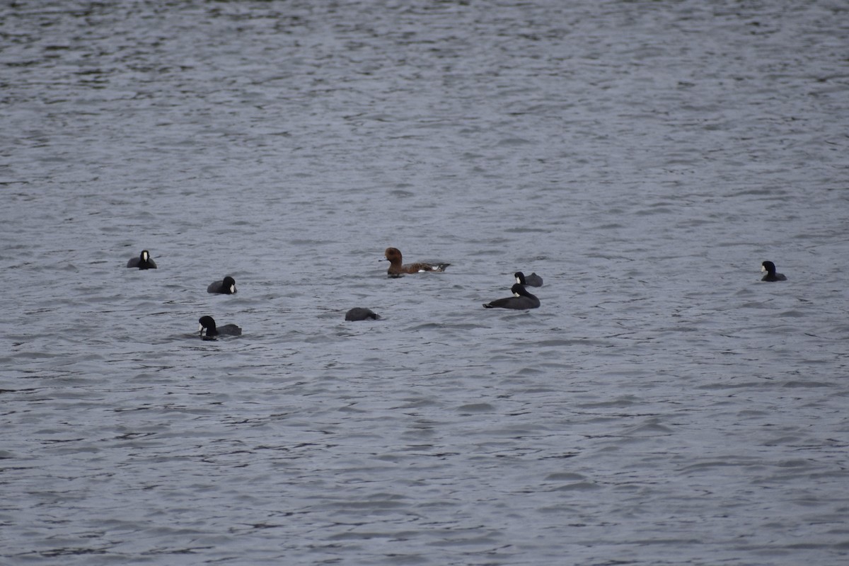 Eurasian Wigeon - ML644061129
