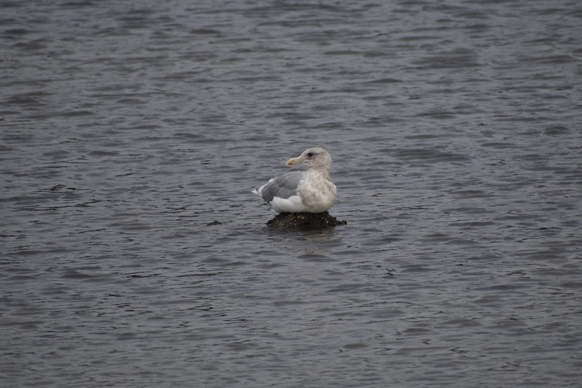Glaucous-winged Gull - ML644061133