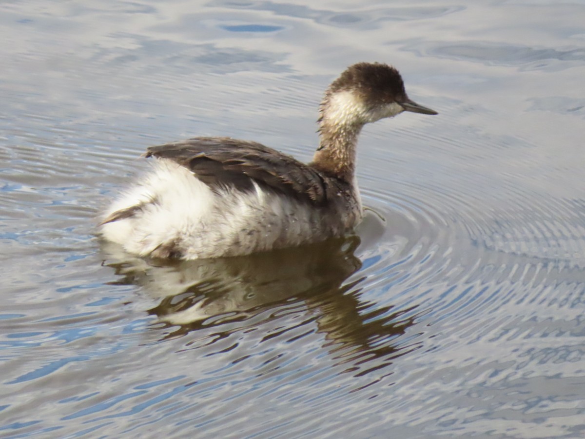 Eared Grebe - ML644061137