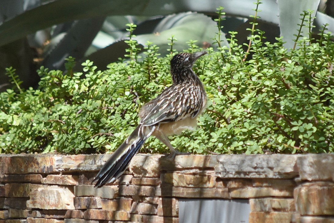 Greater Roadrunner - ML644061170