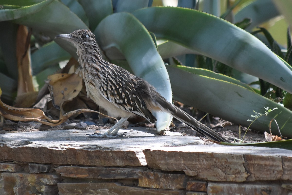 Greater Roadrunner - ML644061171