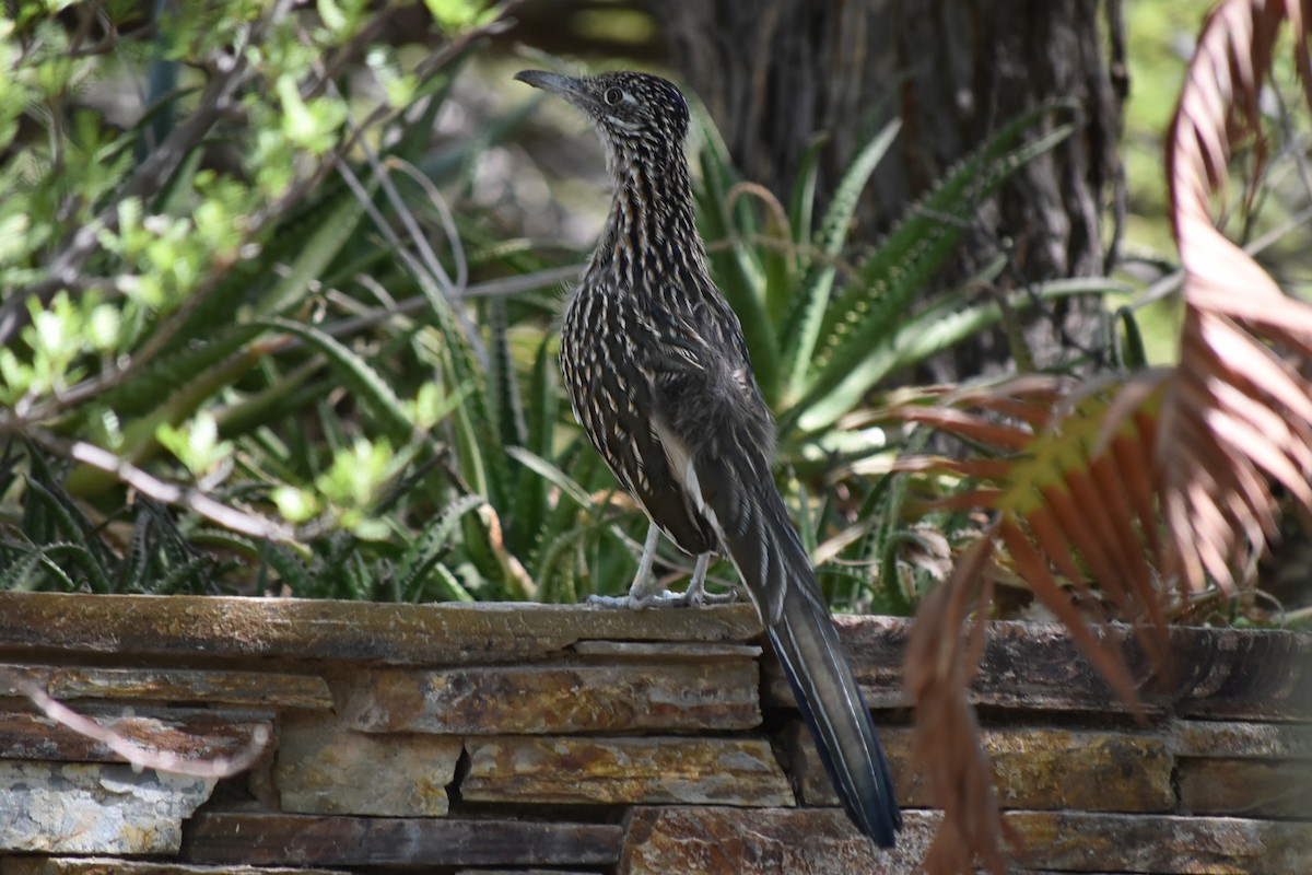 Greater Roadrunner - ML644061172