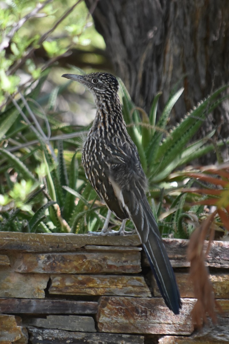 Greater Roadrunner - ML644061173