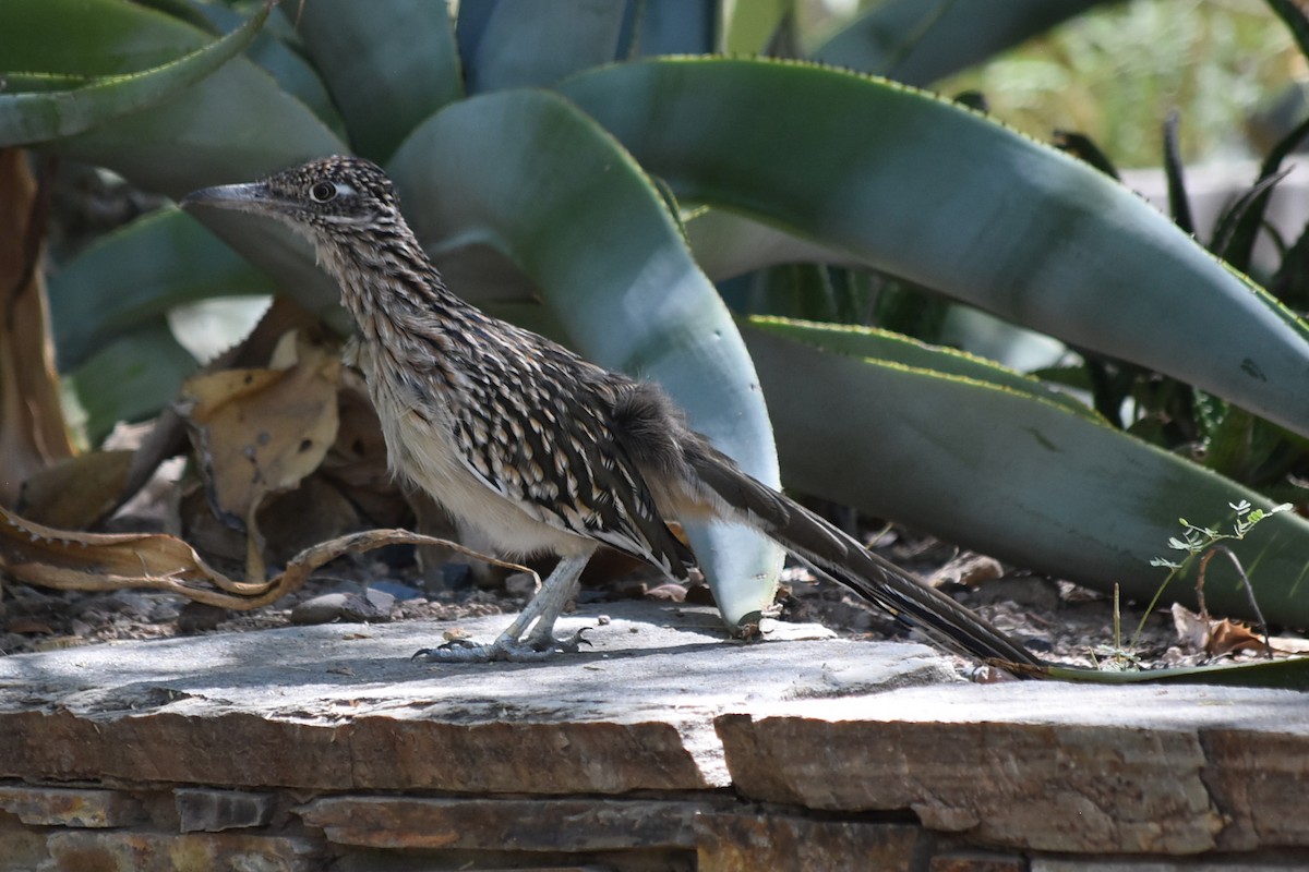 Greater Roadrunner - ML644061174
