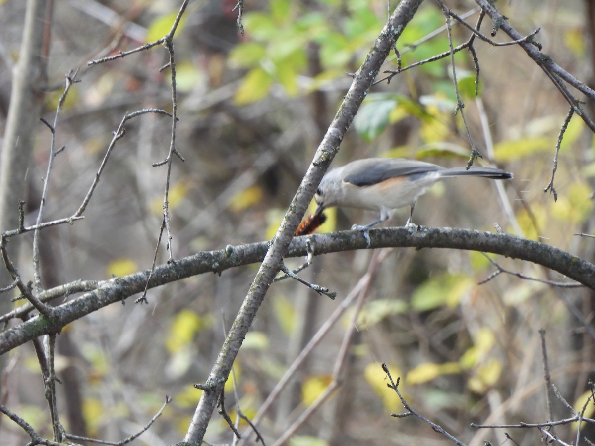 Tufted Titmouse - ML644061188