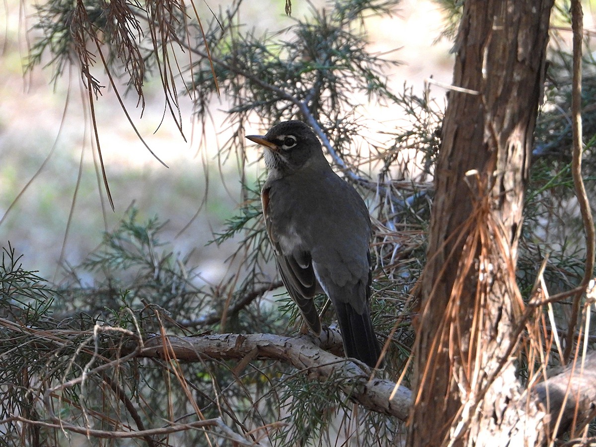 American Robin - ML644061194
