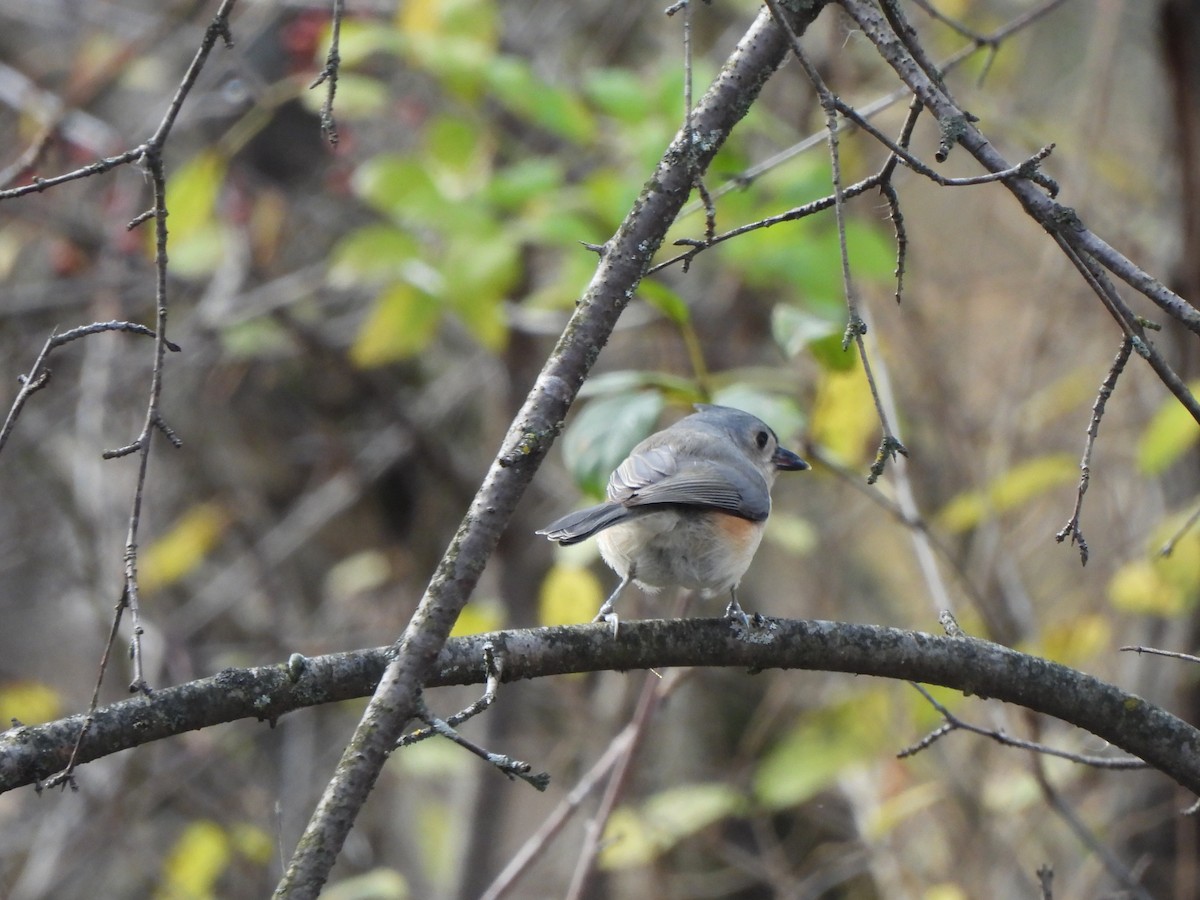 Tufted Titmouse - ML644061203