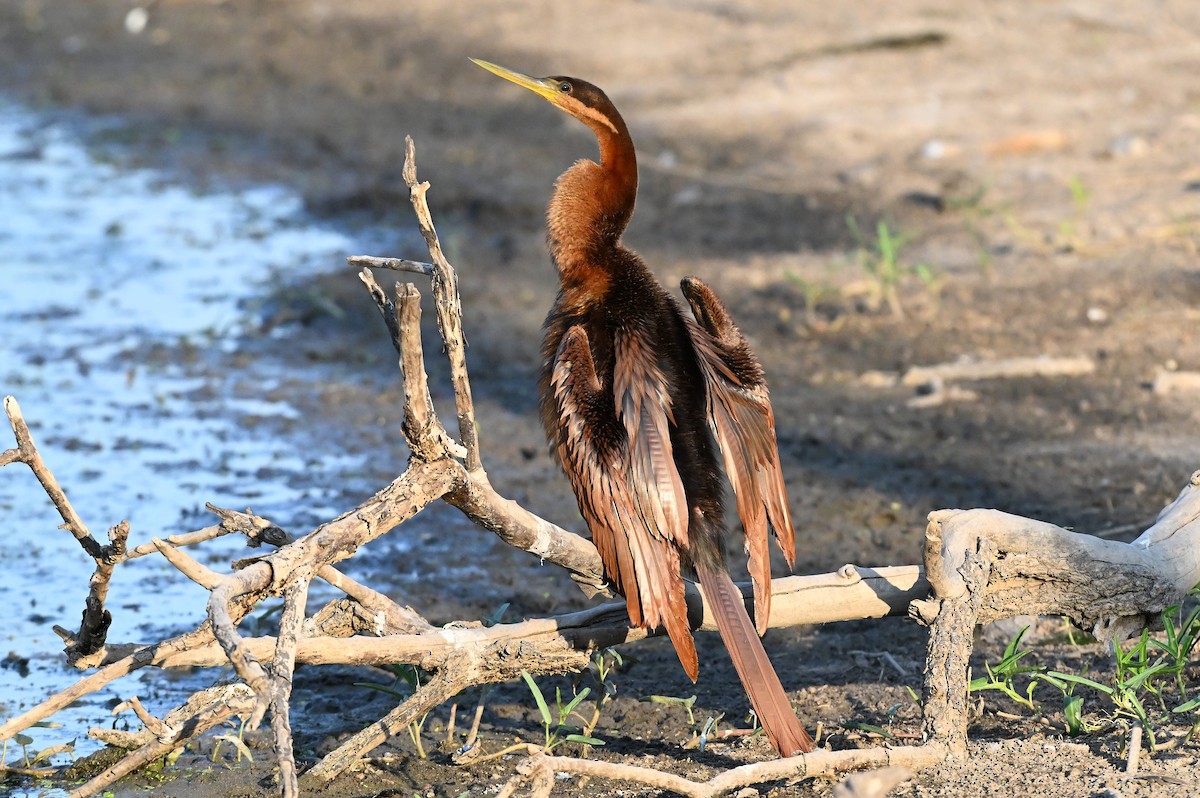 Австралийская змеешейка - ML644061207