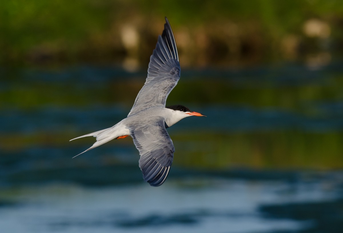 Common Tern - Alix d'Entremont