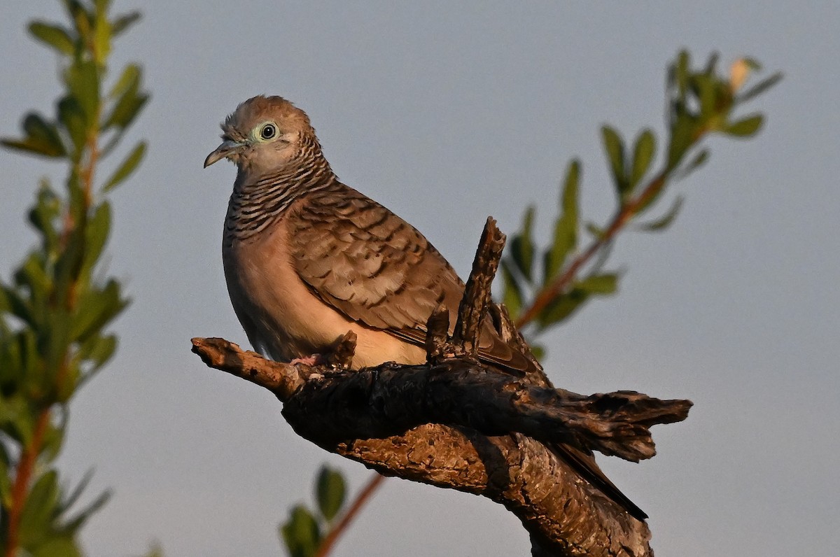 Полосатая горлица - ML644061223