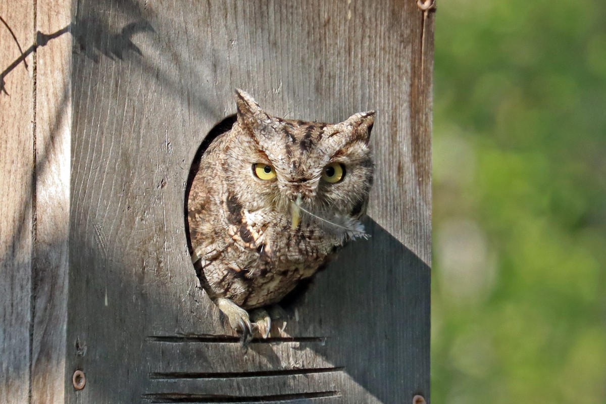 Eastern Screech-Owl - ML644061227