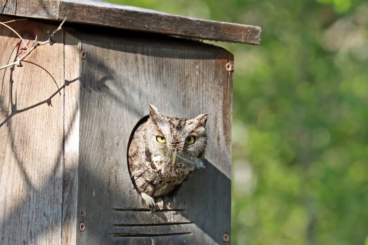 Eastern Screech-Owl - ML644061228
