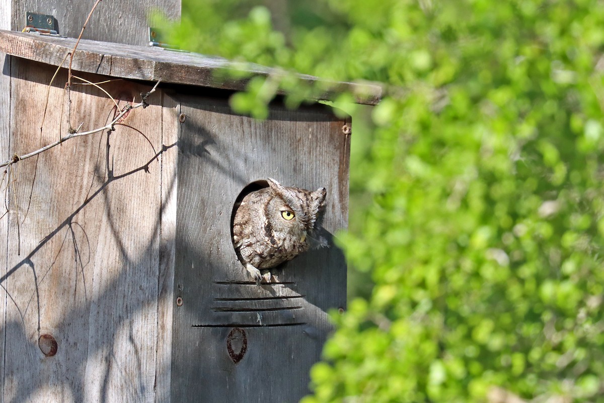 Eastern Screech-Owl - ML644061229