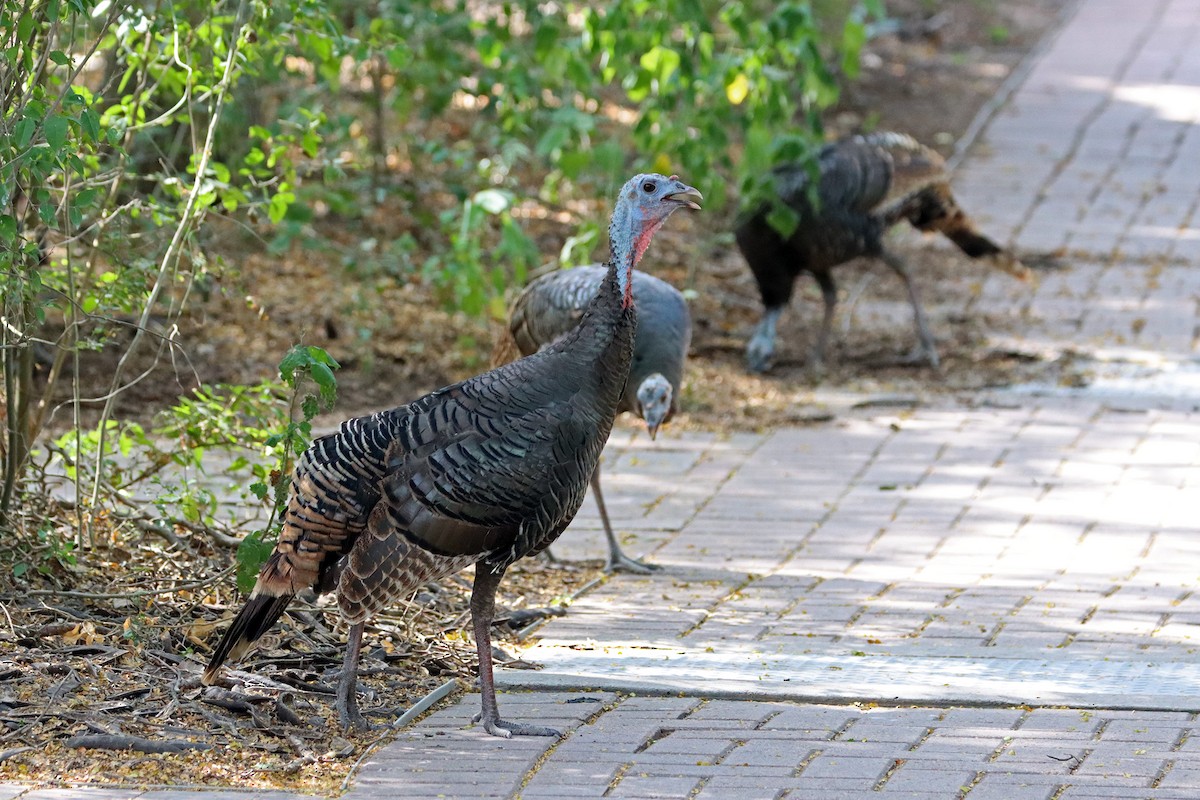Wild Turkey - ML644061238