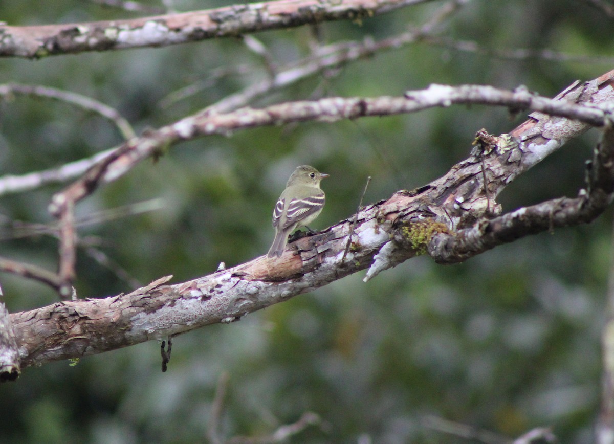 Yellow-bellied Flycatcher - ML644061241