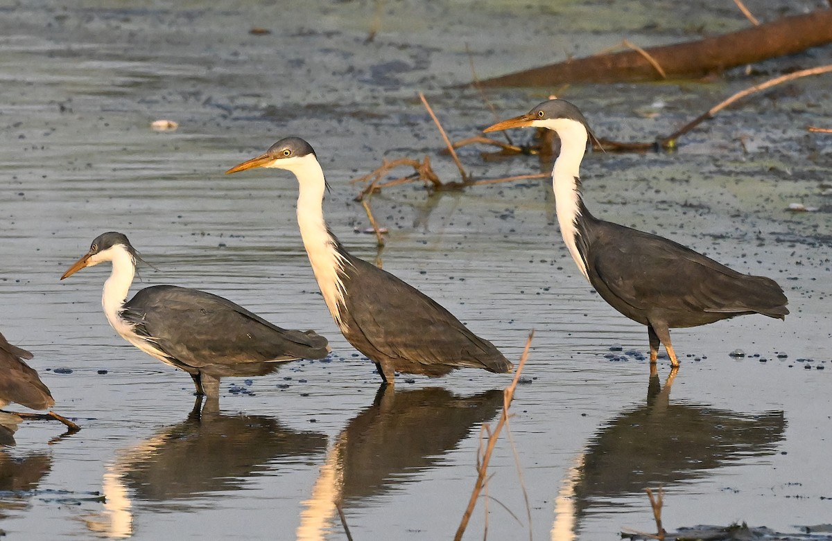 Сорочья цапля - ML644061249