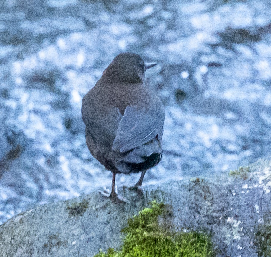 אמודאי אסייתי - ML644061252
