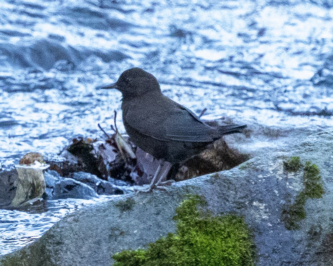 אמודאי אסייתי - ML644061253