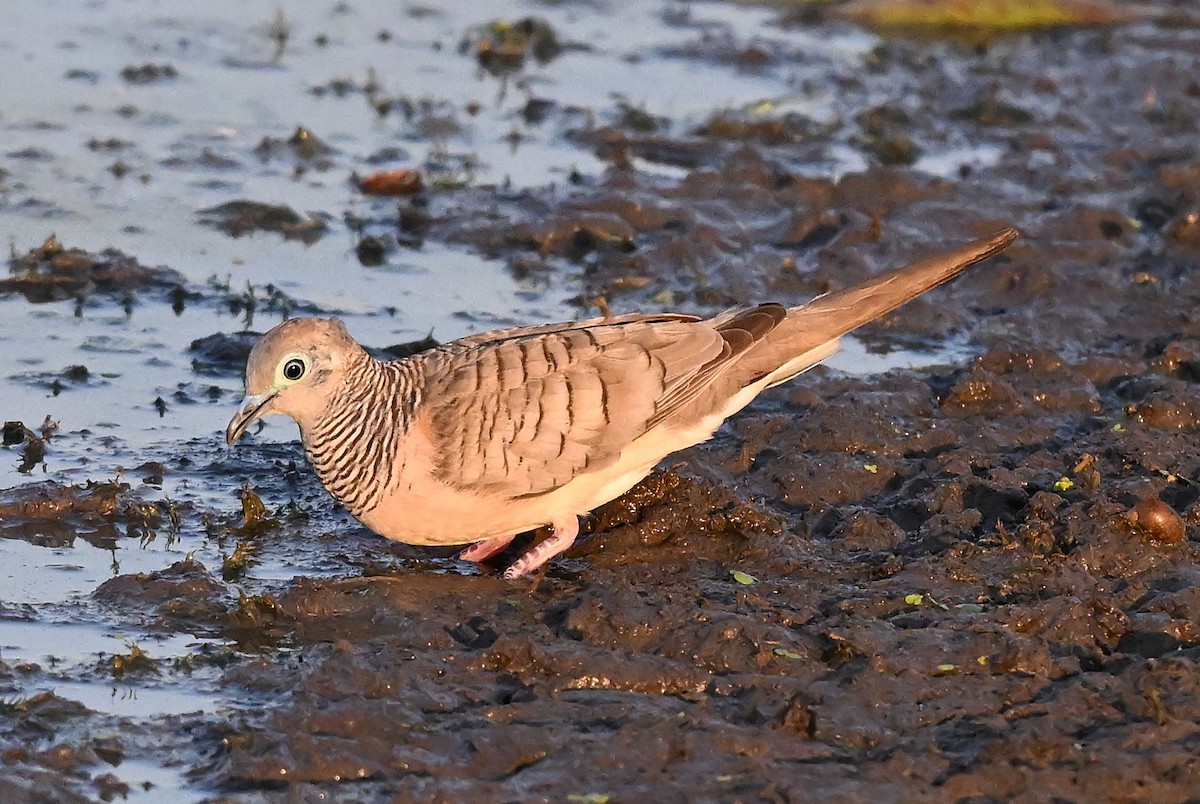 Полосатая горлица - ML644061258