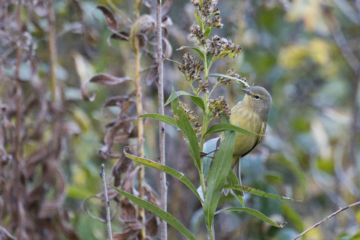 oransjekroneparula - ML644061260