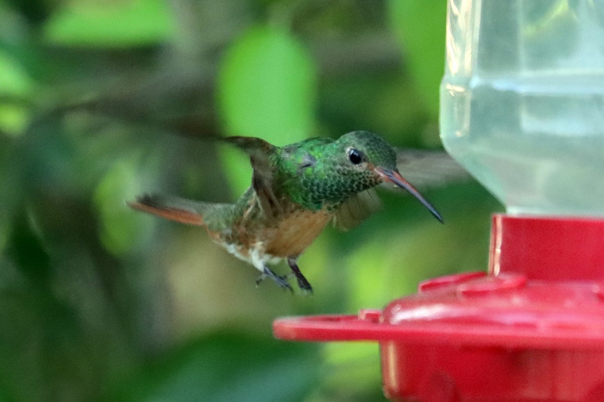 Buff-bellied Hummingbird - ML644061264
