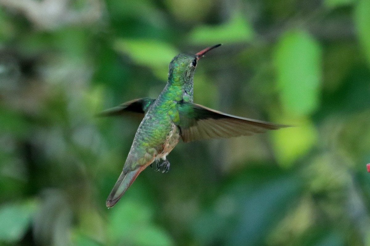 Buff-bellied Hummingbird - ML644061265