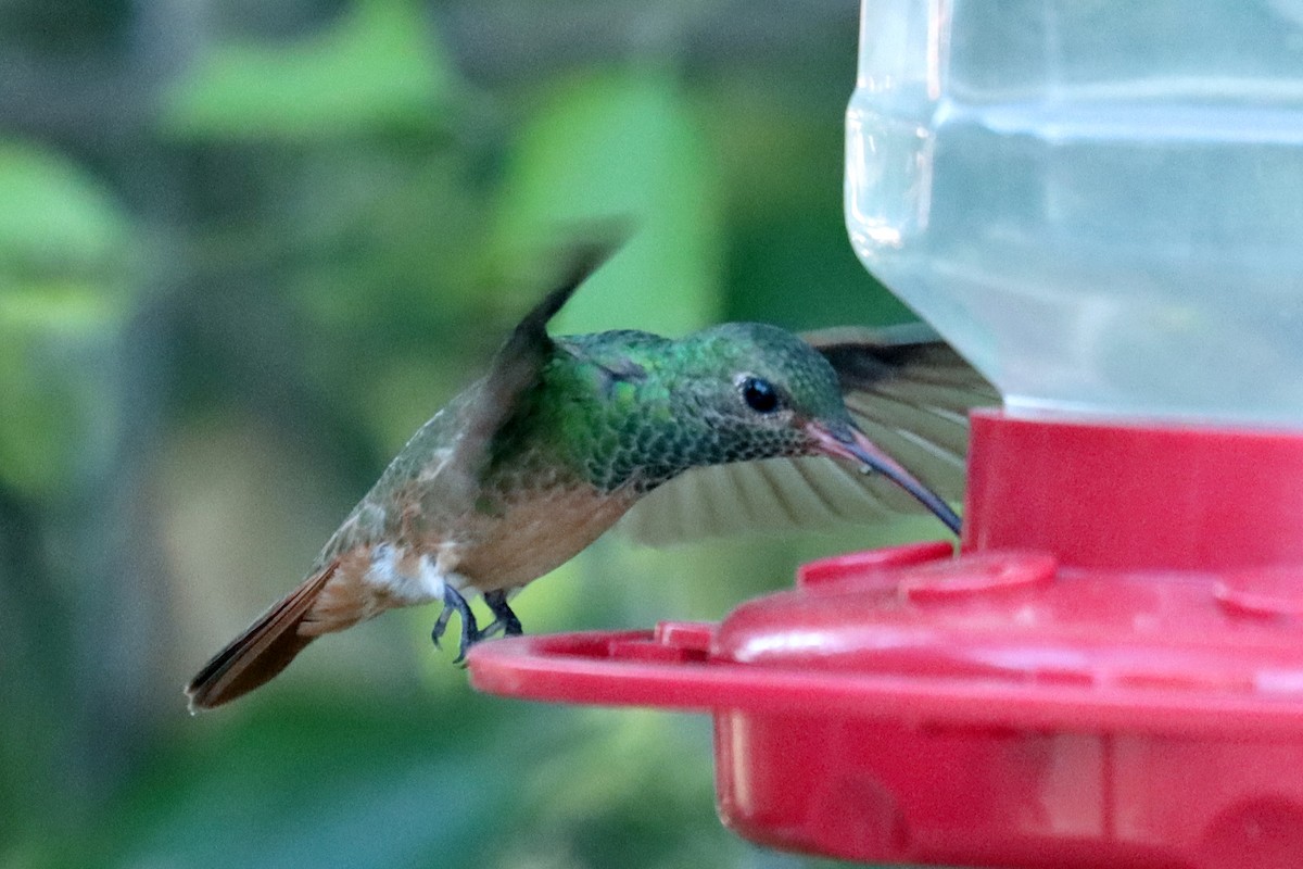 Buff-bellied Hummingbird - ML644061266