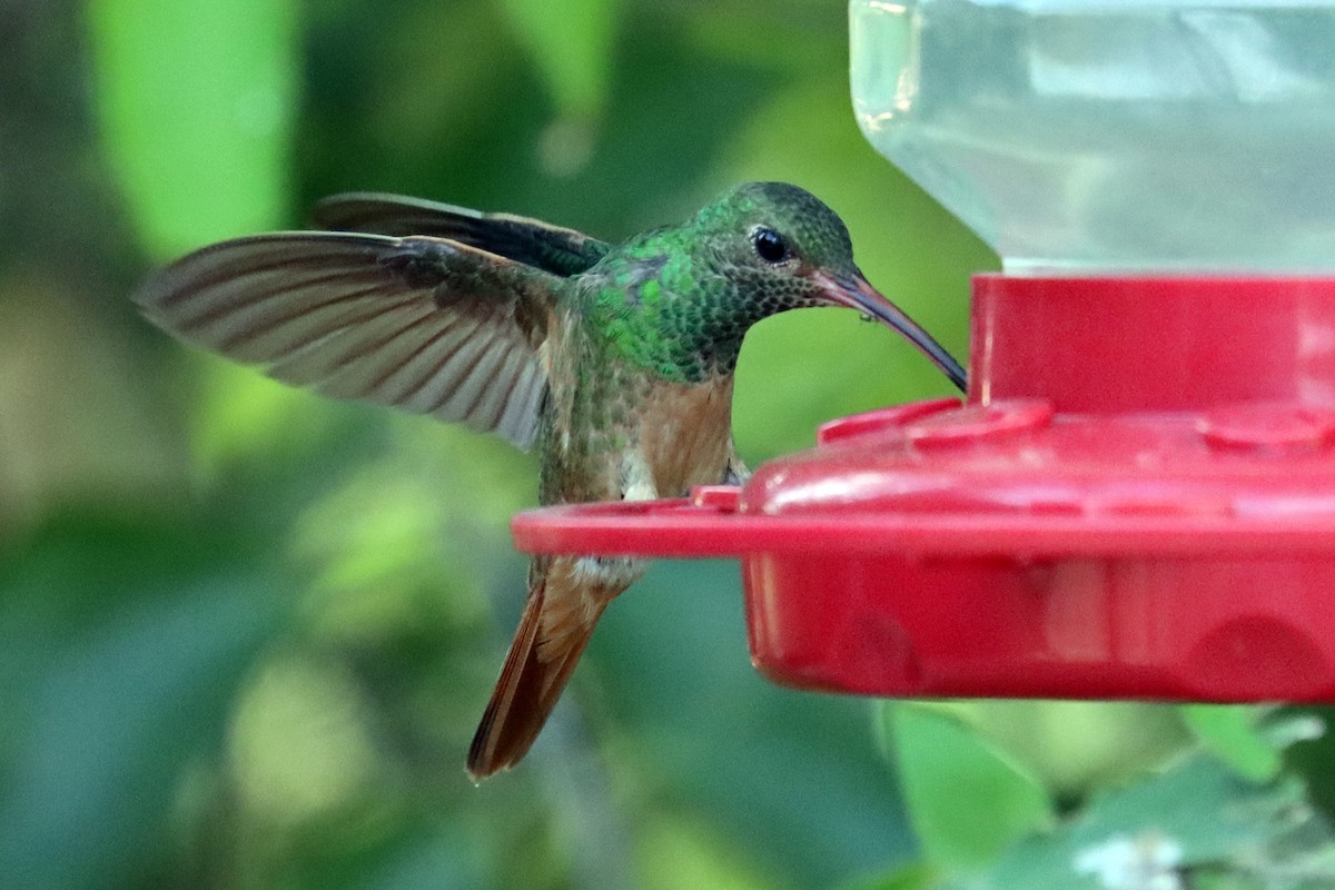 Buff-bellied Hummingbird - ML644061268