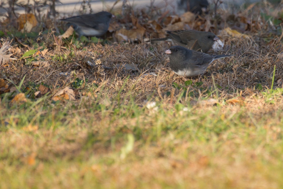 vinterjunko (cismontanus) - ML644061272
