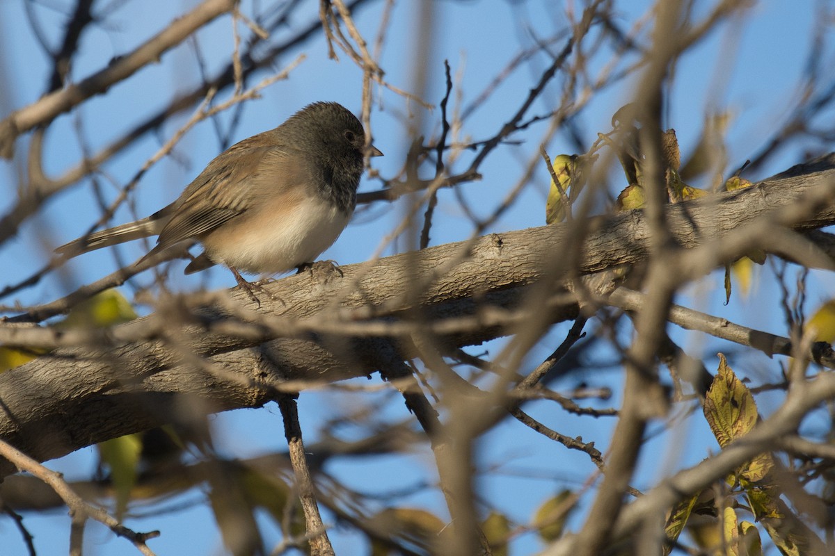 vinterjunko (cismontanus) - ML644061273