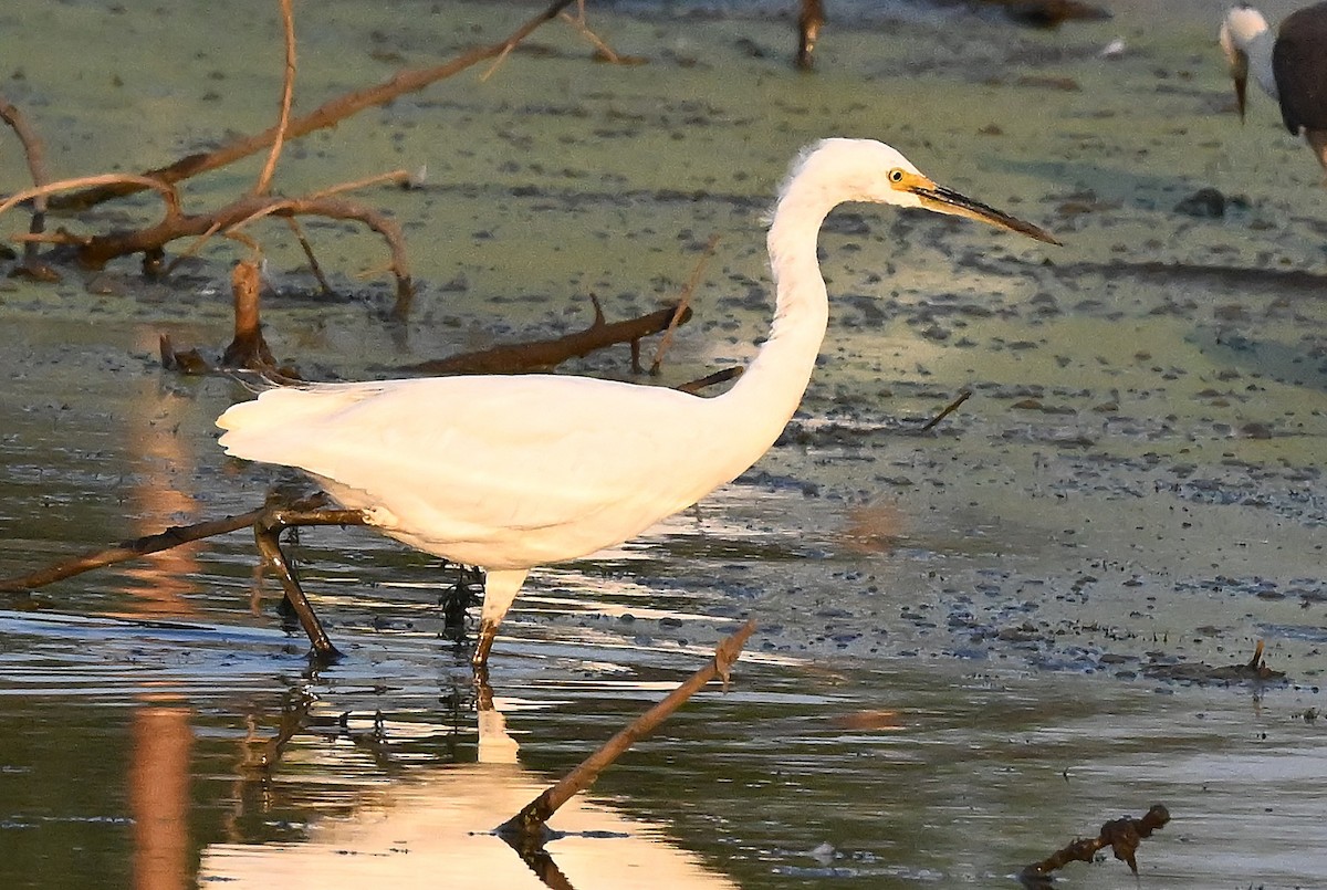 Малая белая цапля - ML644061290