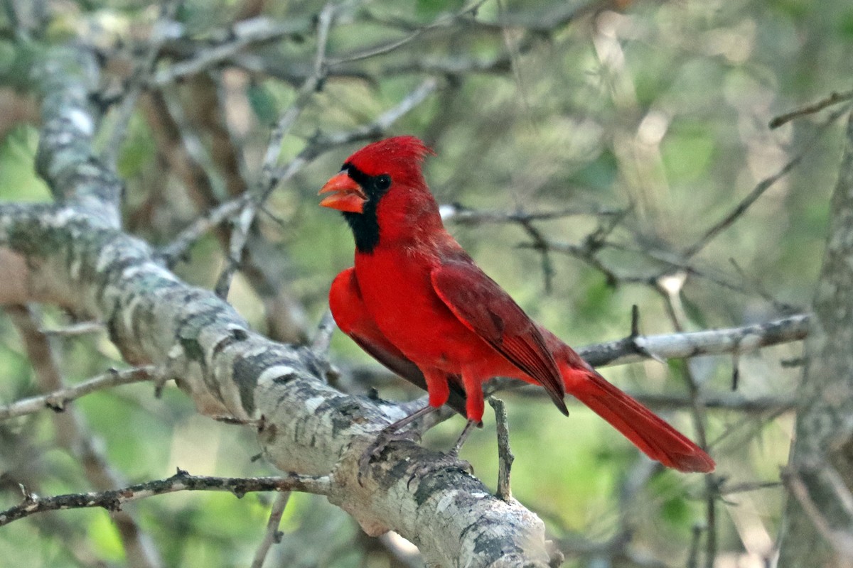 Northern Cardinal - ML644061292