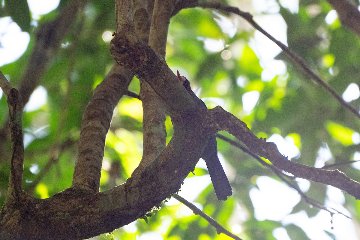 White-fronted Nunbird - ML644061298
