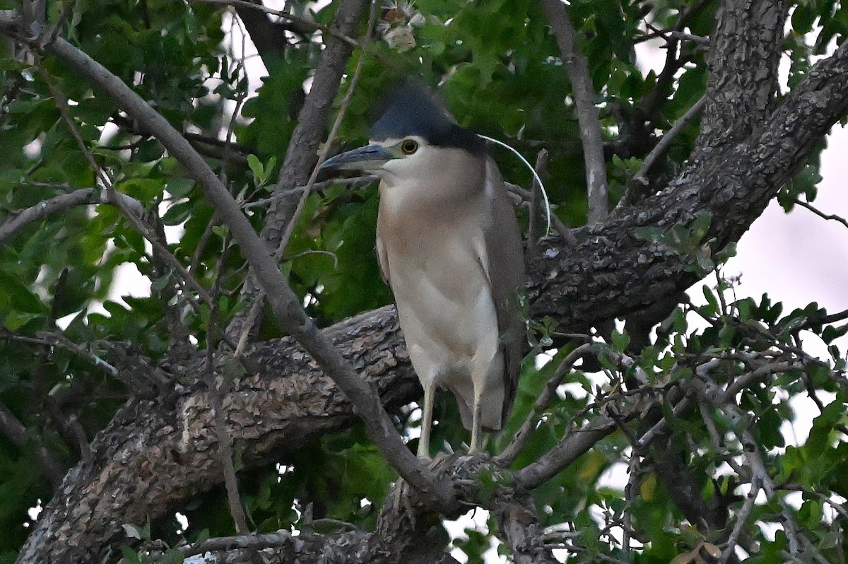 Рыжая кваква - ML644061302