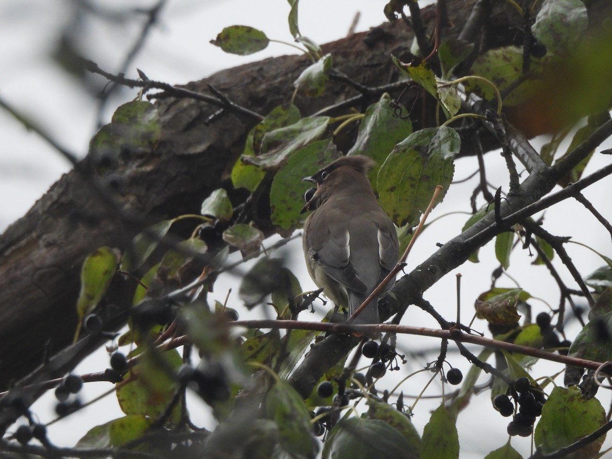 Cedar Waxwing - ML644061306