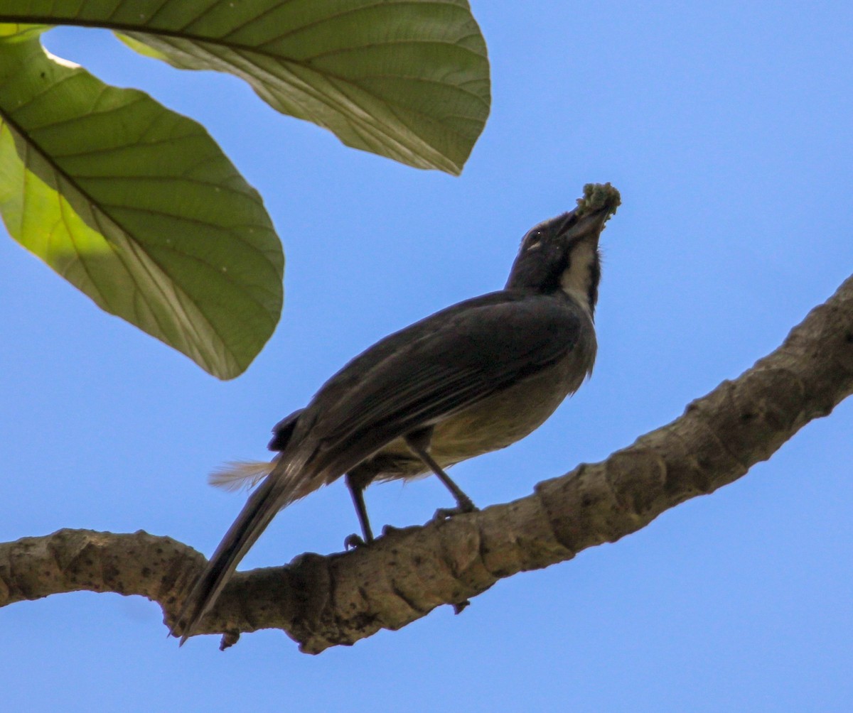 Cinnamon-bellied Saltator - ML644061307