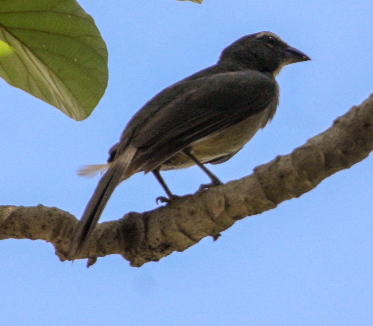Cinnamon-bellied Saltator - ML644061309