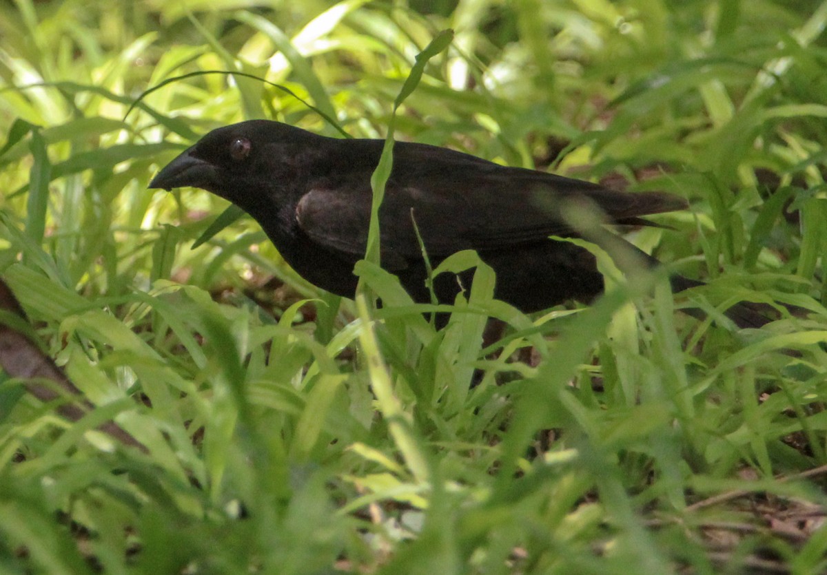 Bronzed Cowbird - ML644061316