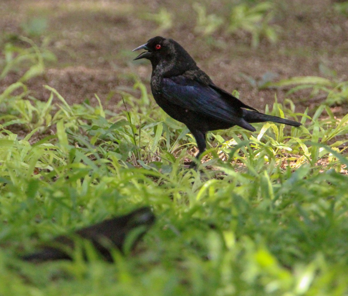 Bronzed Cowbird - ML644061317